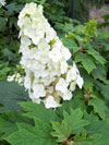 Snow Queen Hydrangea